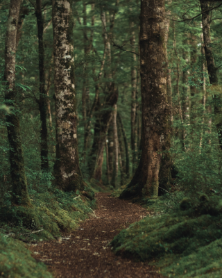 Indonesian Social Forestry Education Image