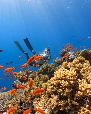 Indonesian Sustainable Coral Reef Image