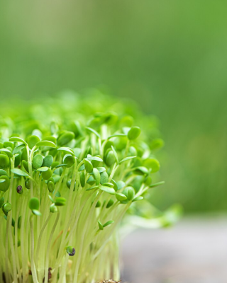 Microgreens